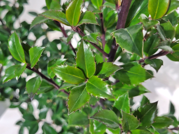 Ilex meserveae "Heckenstar-S-" - (Stechpalme Heckenstar-S-),